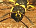 Ancistrocerus longispinosus